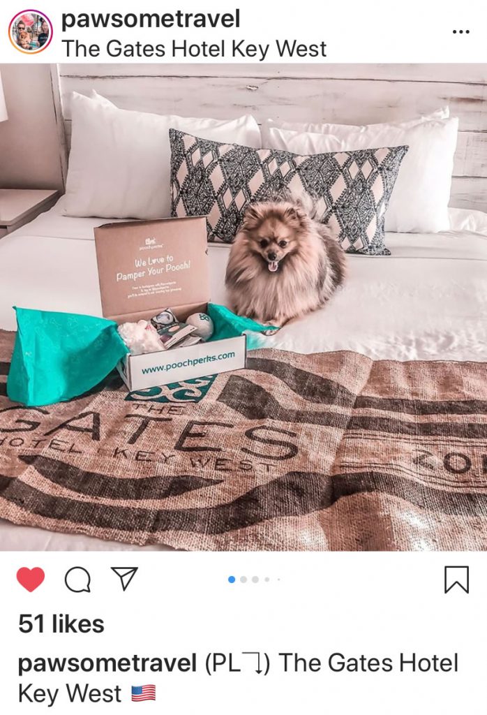 insta-pawsome